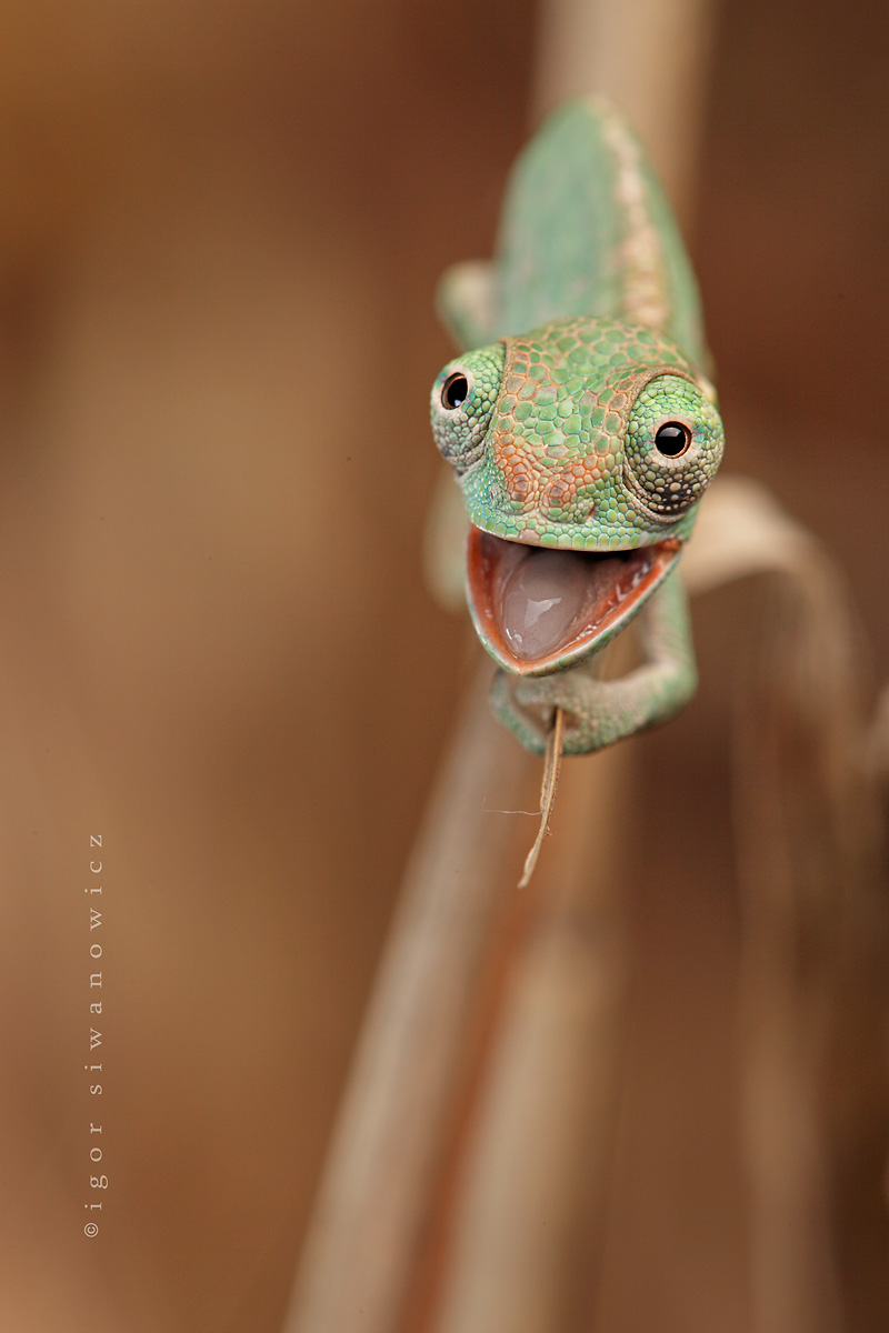 [Image: baby-chameleon.jpg]